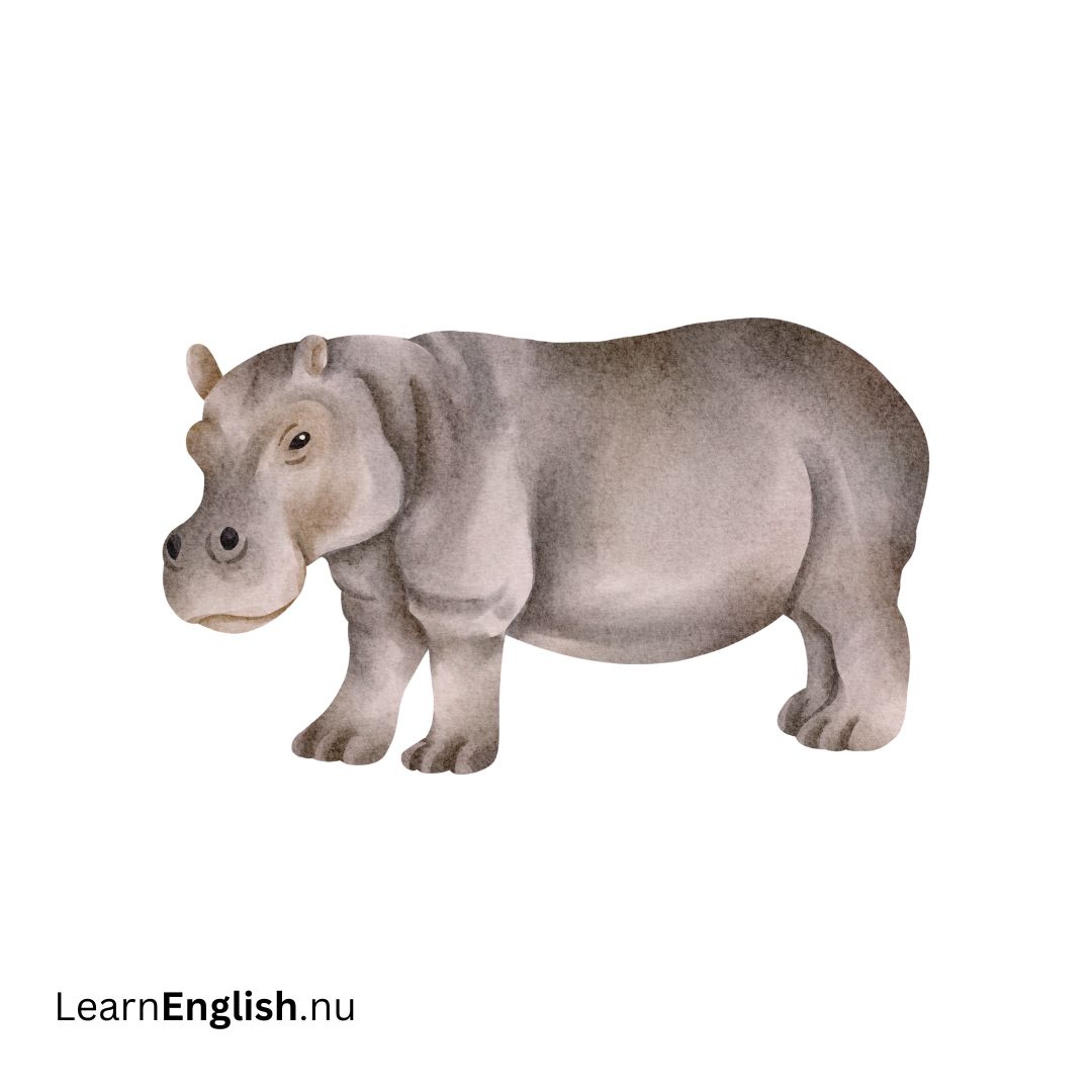 Hippopotamus فرس النهر