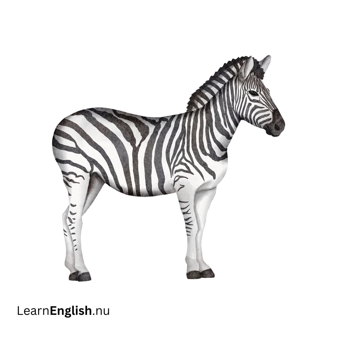 Zebra حمار وحشي