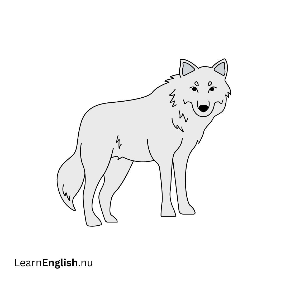 Arctic Wolf ذئب قطبي