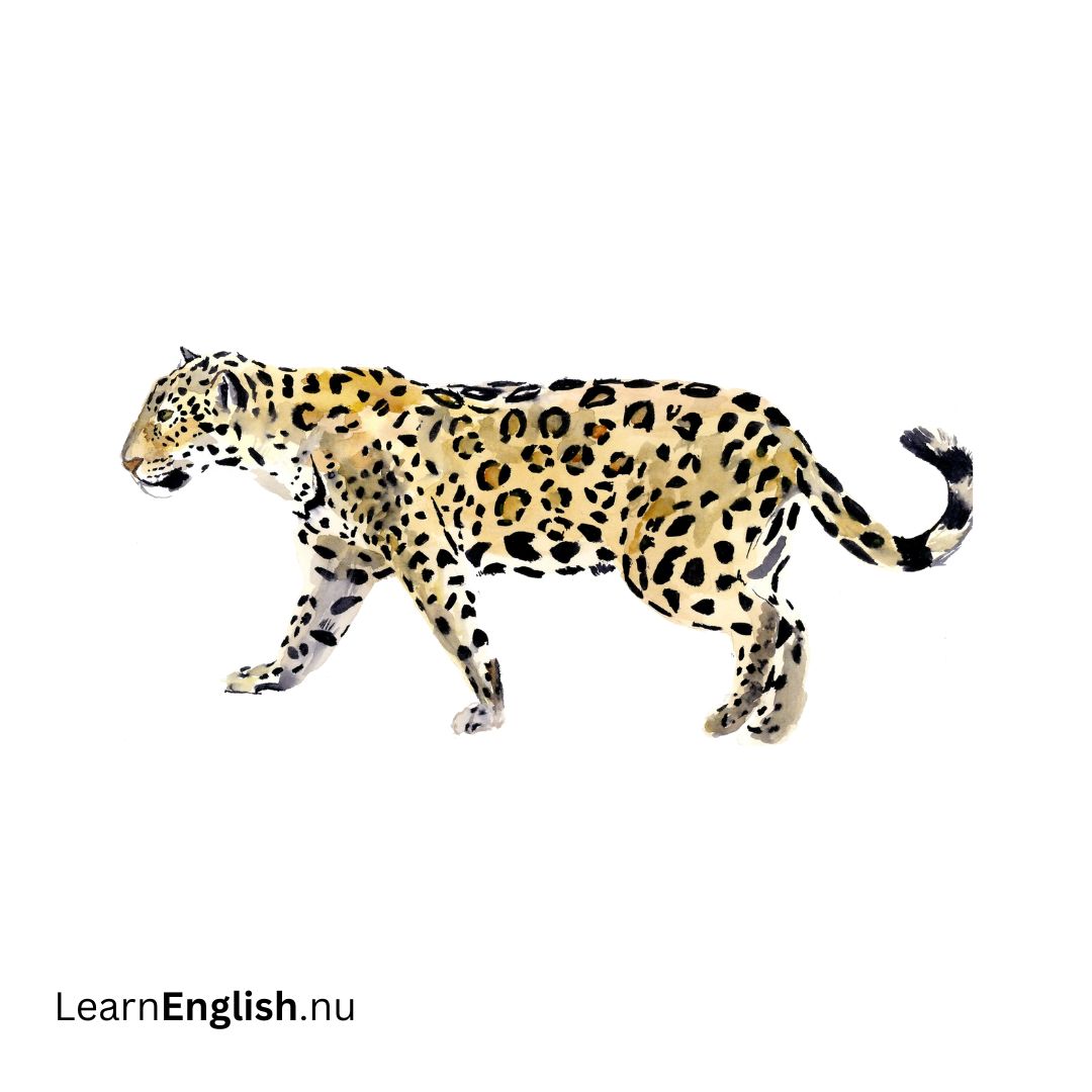 Jaguar اليغور (نمر امريكي)
