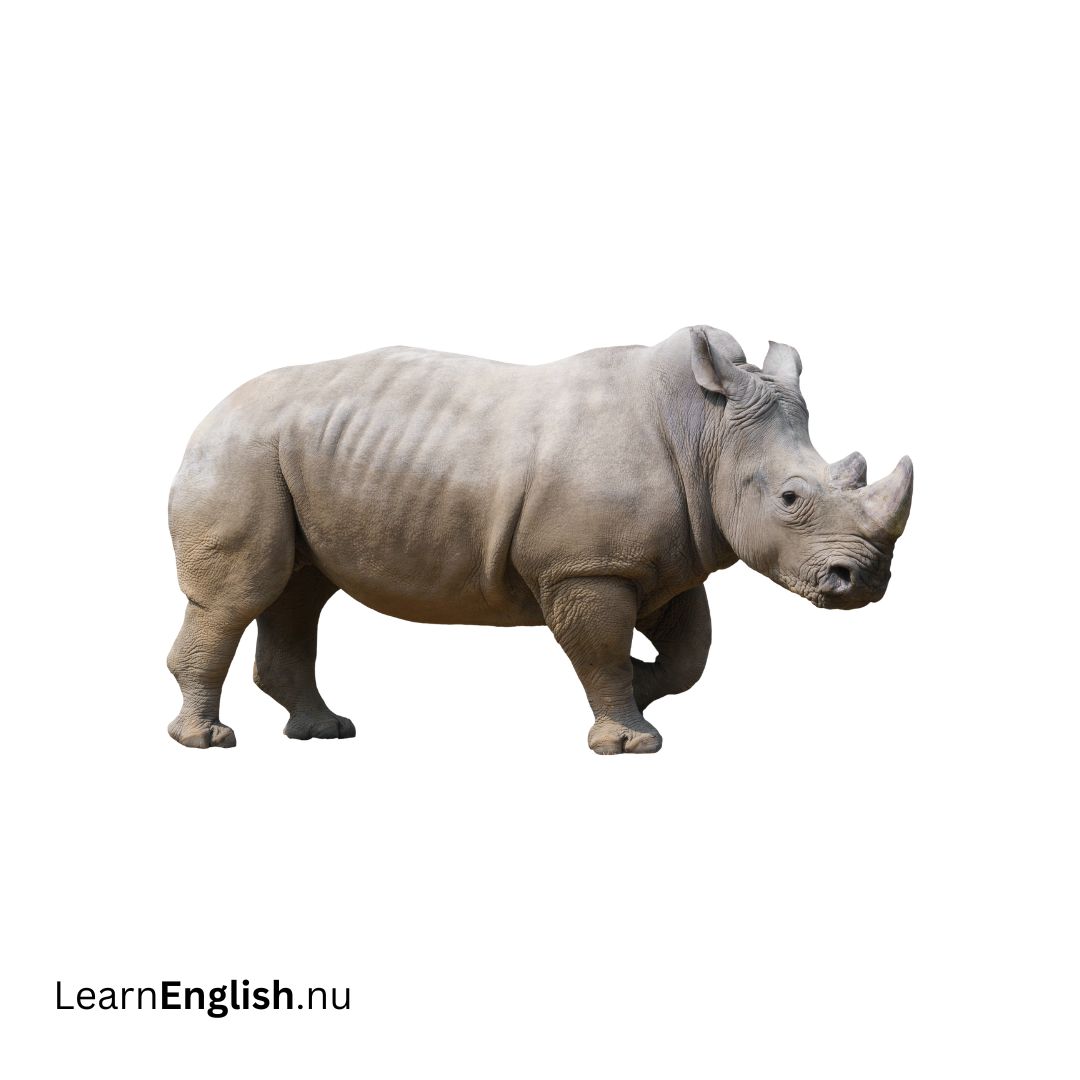 Rhinoceros وحيد القرن