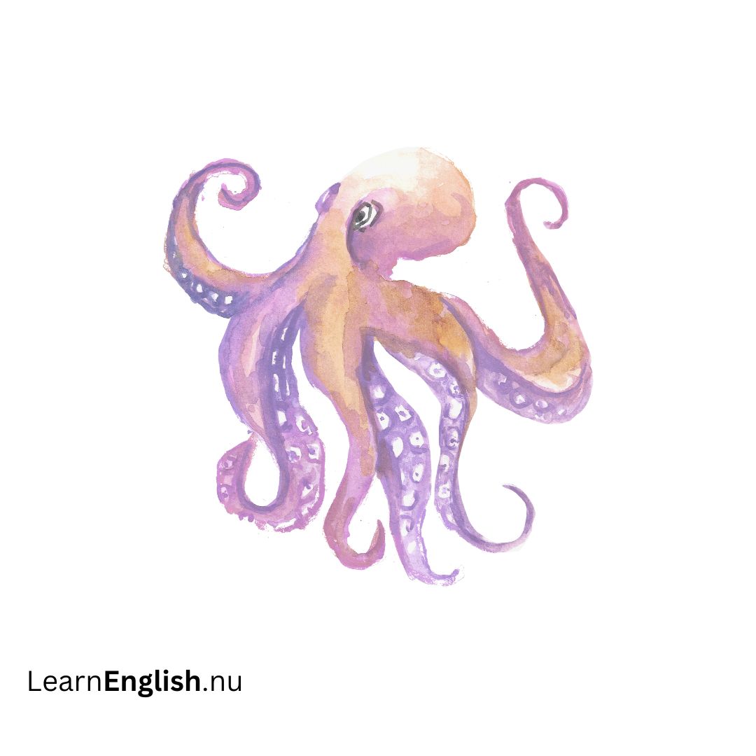 Octopus أخطبوط