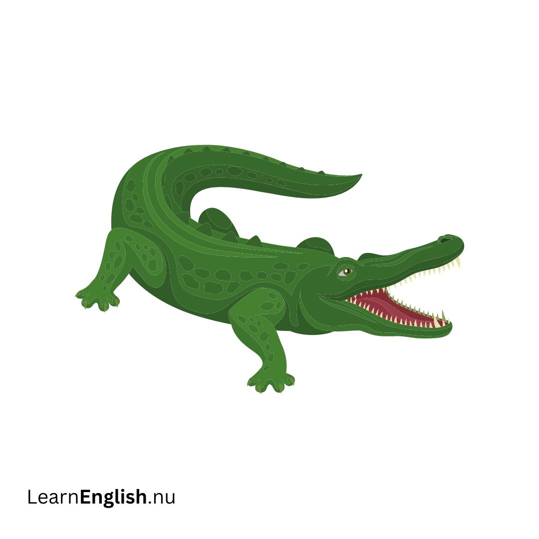 Alligator تمساح