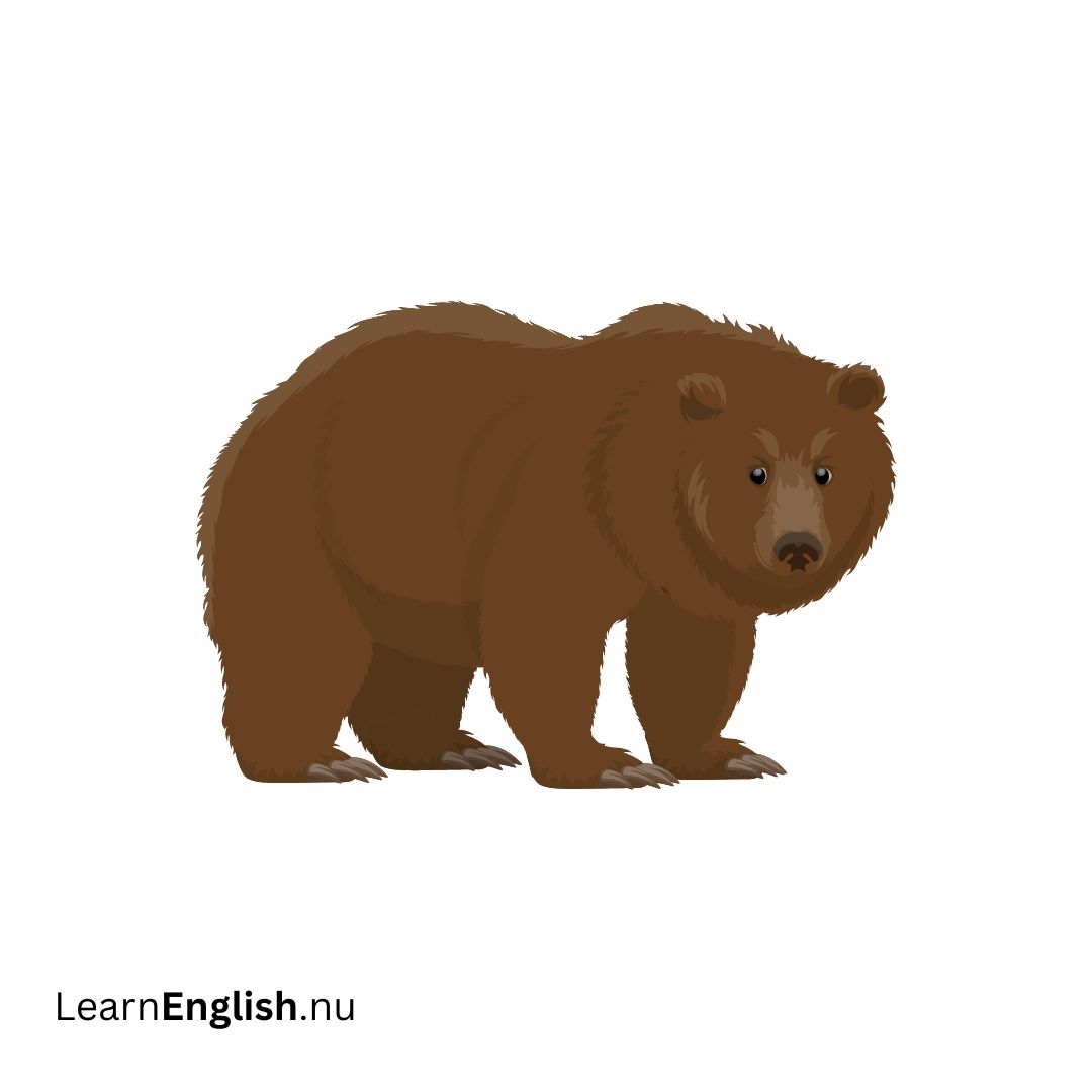 Bear دب