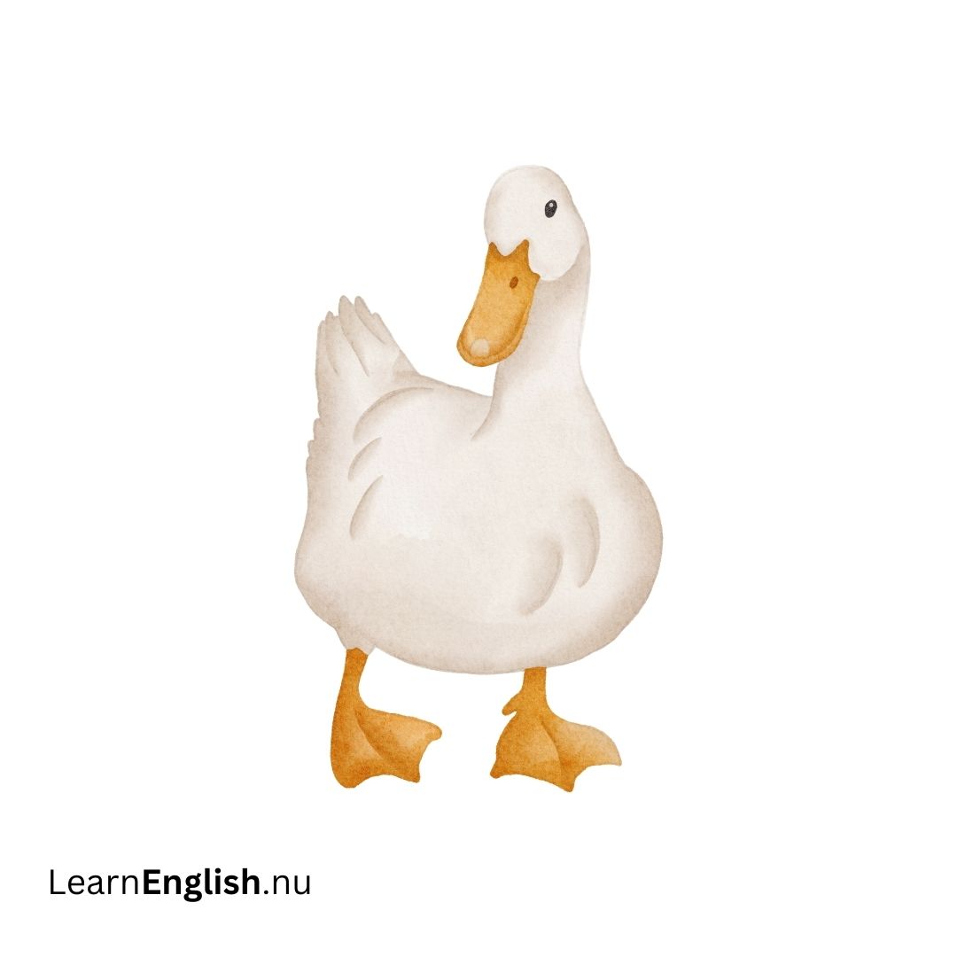 Birds in French - learn french