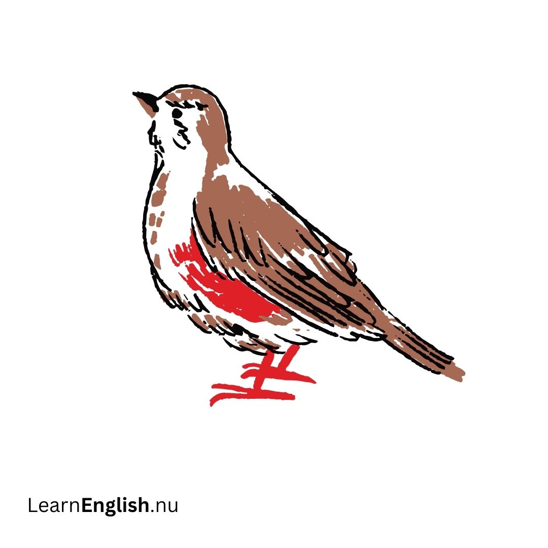 Bird Names in Spanish: 77 Birds in Spanish to English - learn spanish