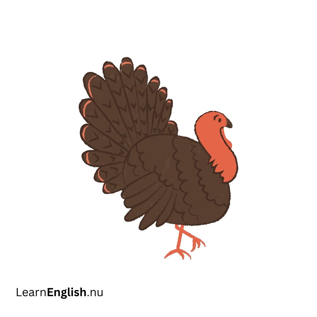 Bird Names in Spanish: 77 Birds in Spanish to English - learn spanish