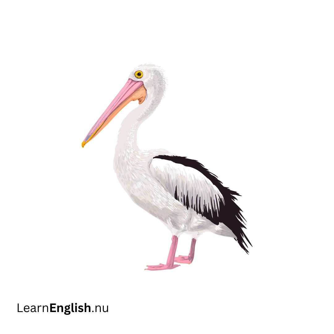 Bird Names in Spanish: 77 Birds in Spanish to English - learn spanish