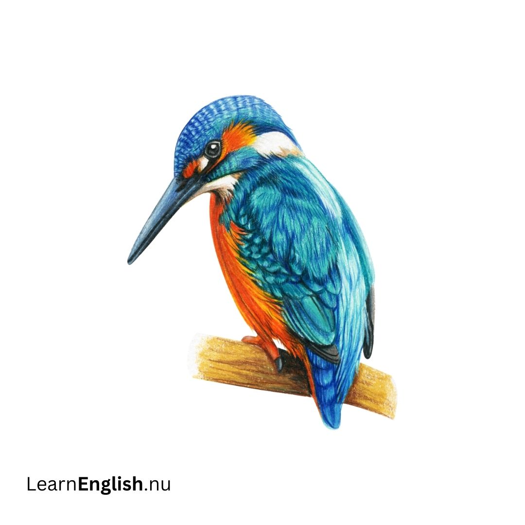 Bird Names in Spanish: 77 Birds in Spanish to English - learn spanish