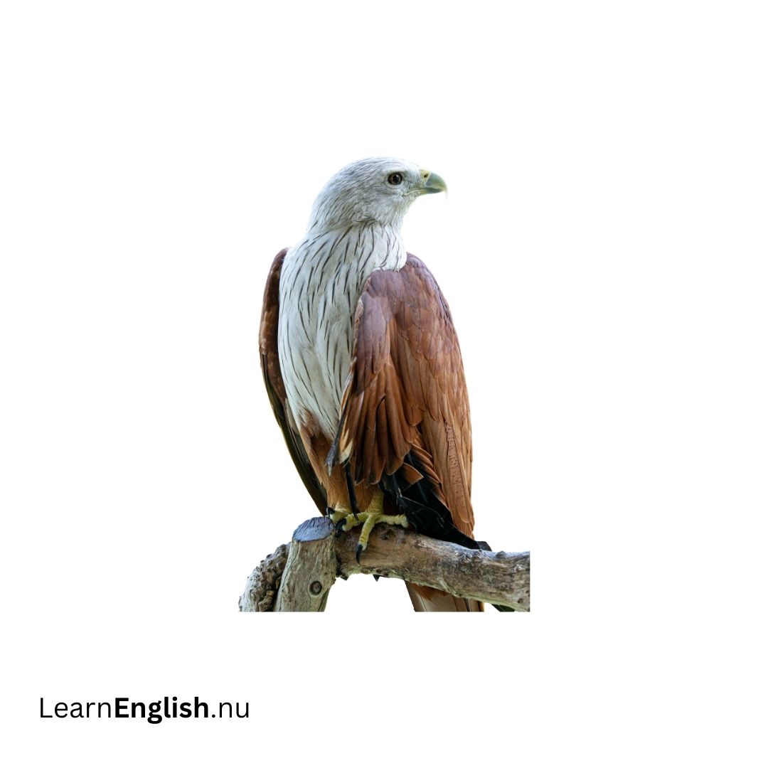 Bird Names in Spanish: 77 Birds in Spanish to English - learn spanish
