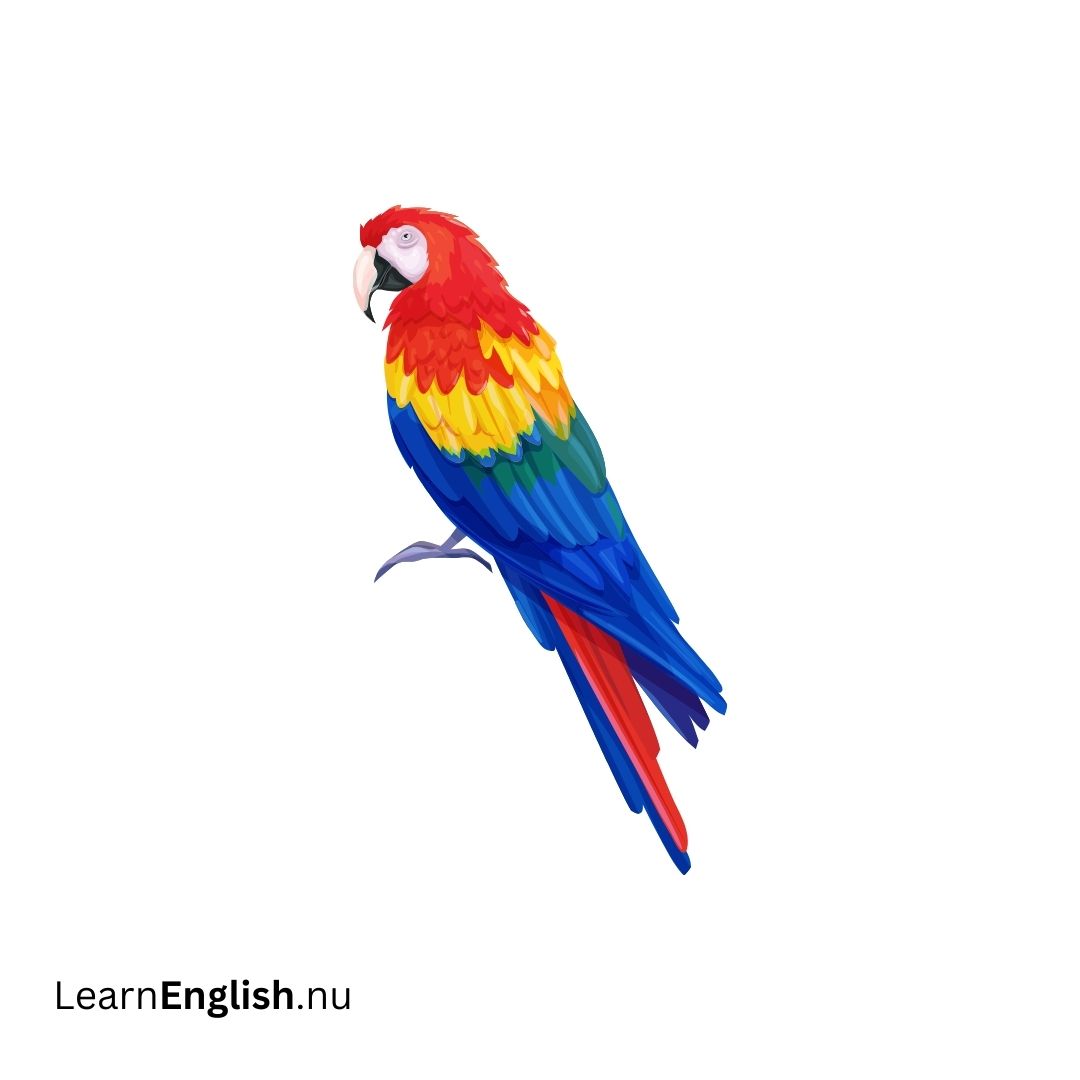 Bird Names in Spanish: 77 Birds in Spanish to English - learn spanish
