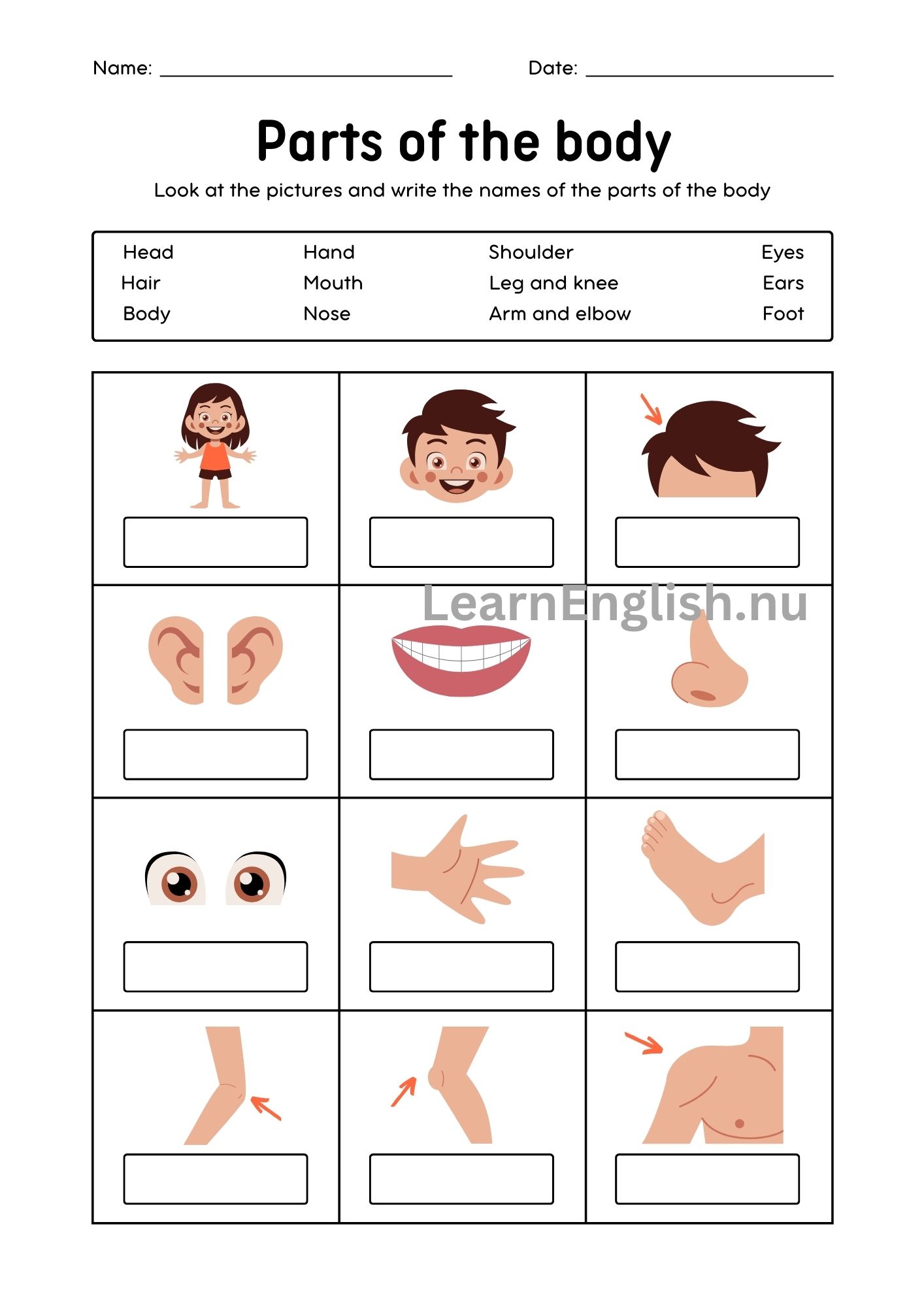 اجزاء الجسم بالانجليزي بالصور والصوت