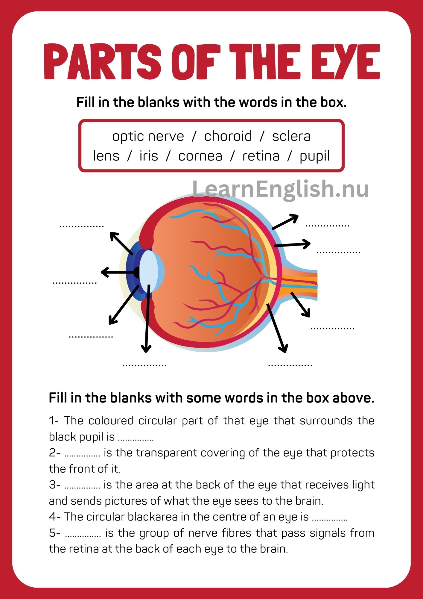 اجزاء العين بالانجليزي بالصور والصوت