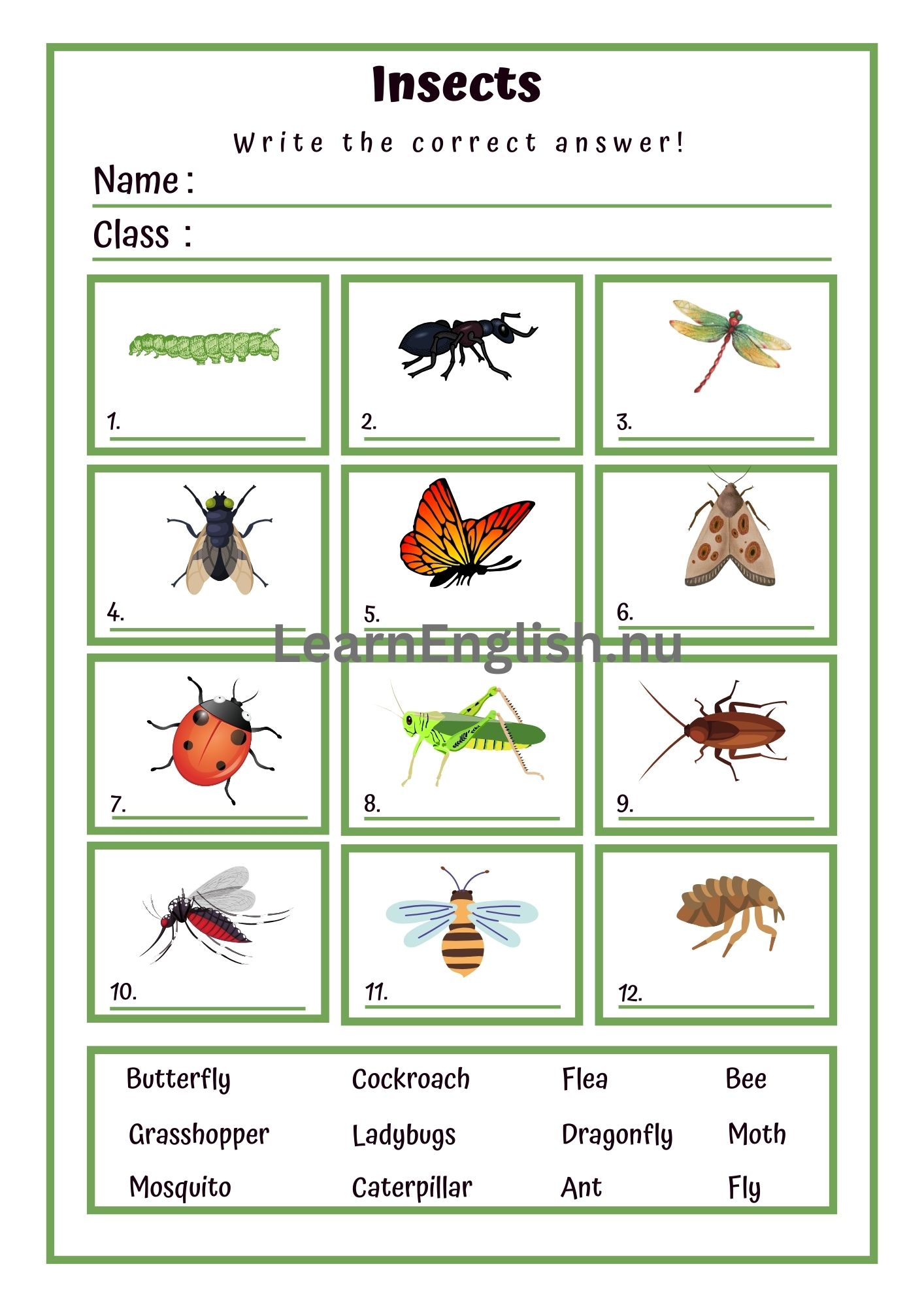 اسماء الحشرات بالانجليزي بالصور والصوت