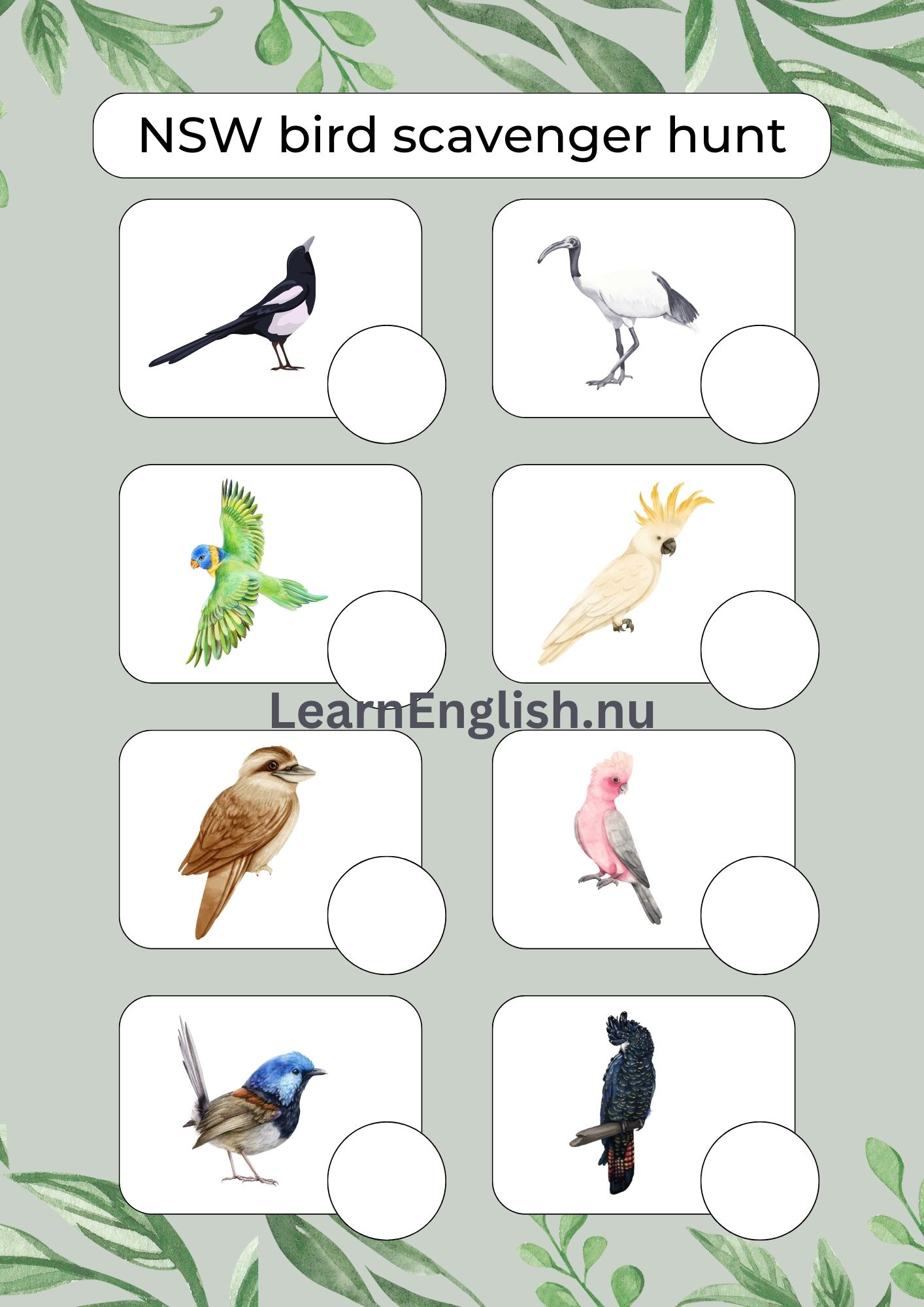 اسماء الطيور بالانجليزي بالصور والصوت