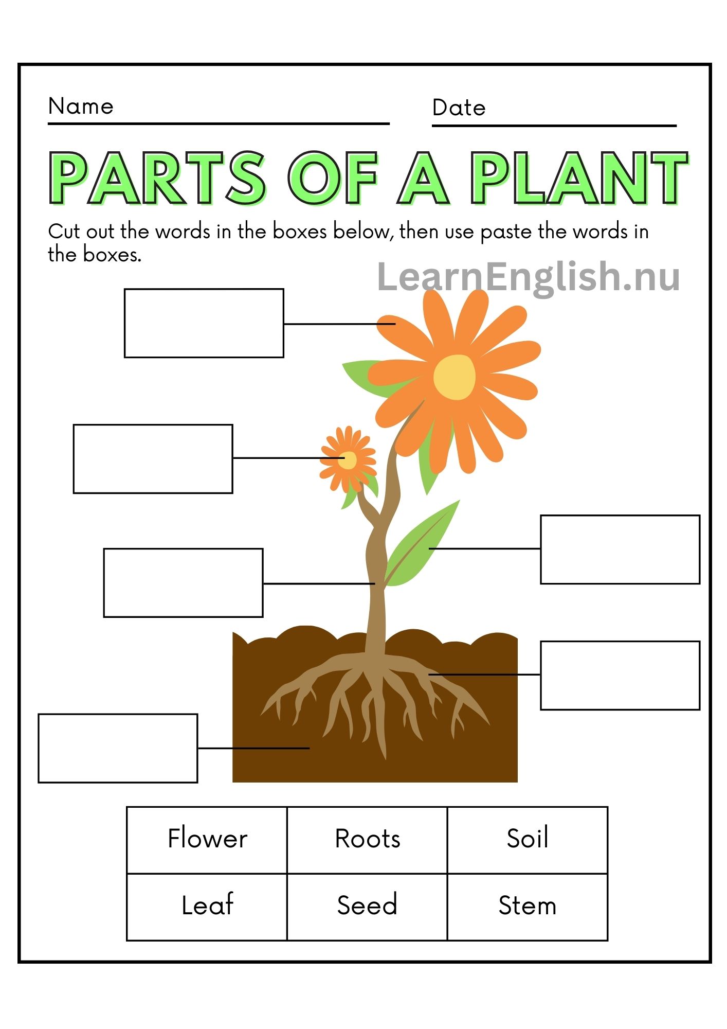 اسماء النباتات بالانجليزي بالصور والصوت