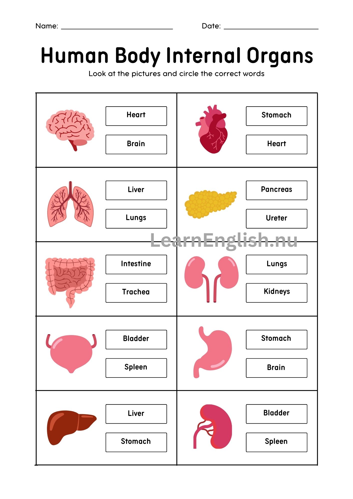 اعضاء الجسم الداخلية بالانجليزي بالصور والصوت