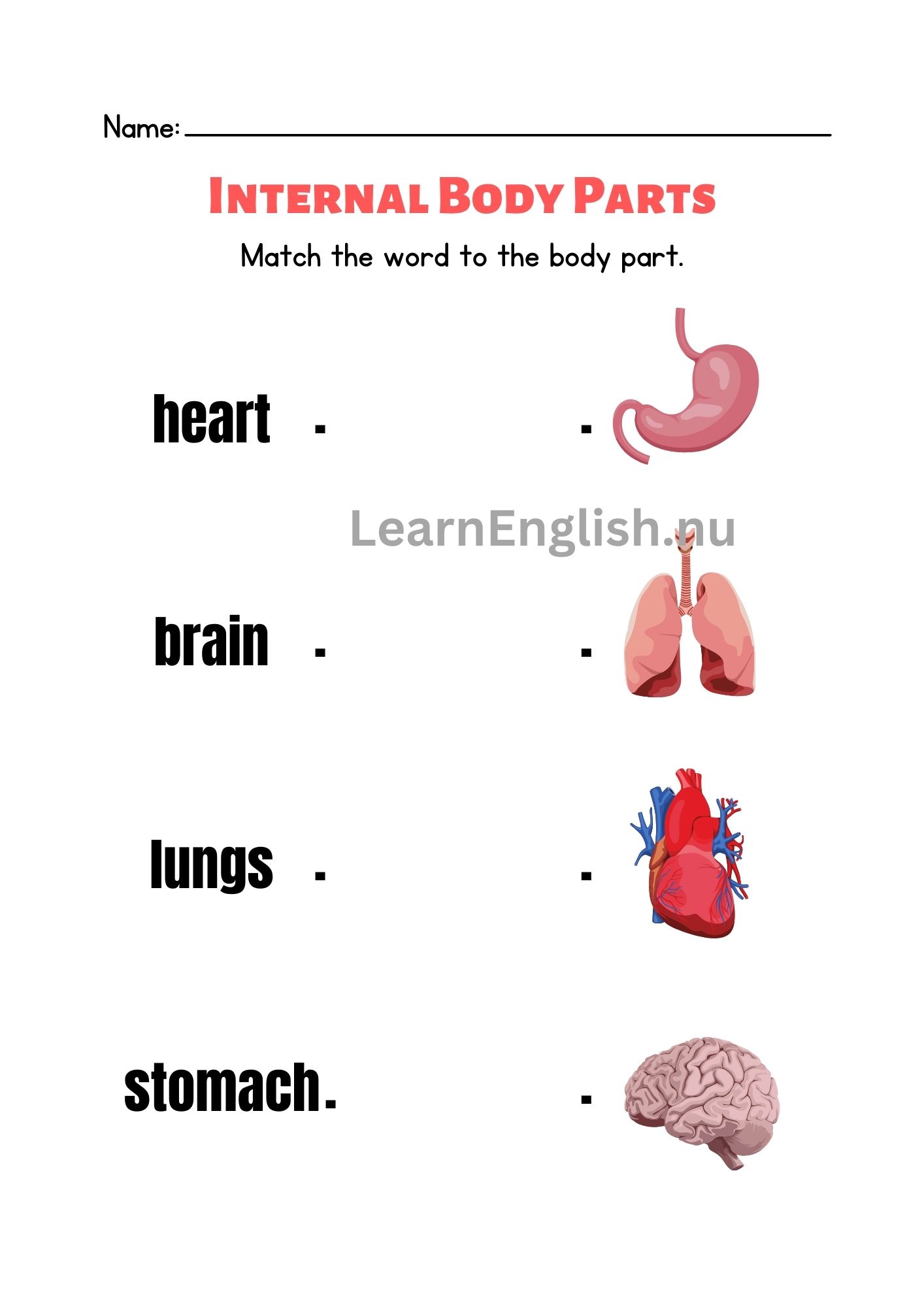 اعضاء الجسم الداخلية بالانجليزي بالصور والصوت