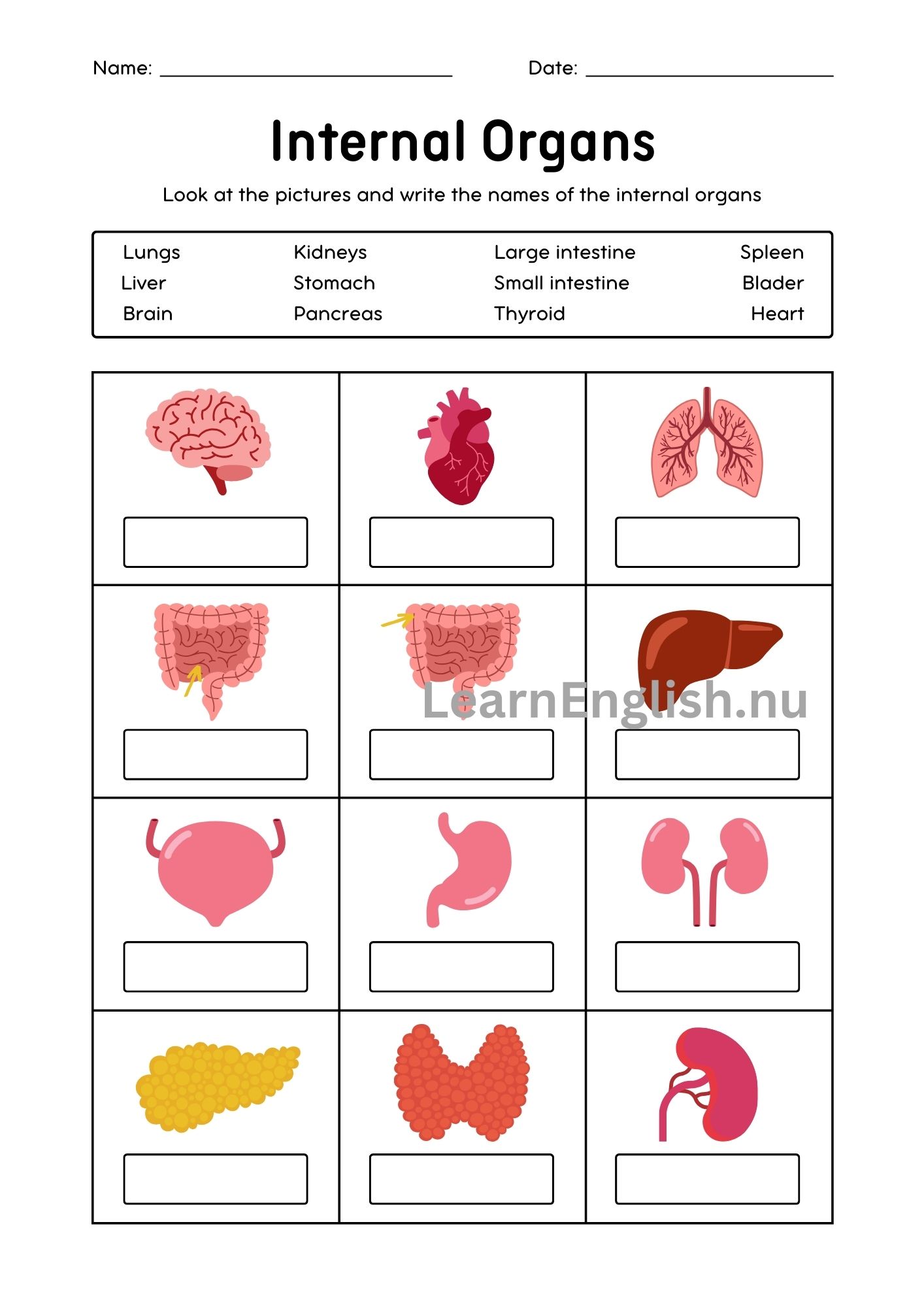اعضاء الجسم الداخلية بالانجليزي بالصور والصوت