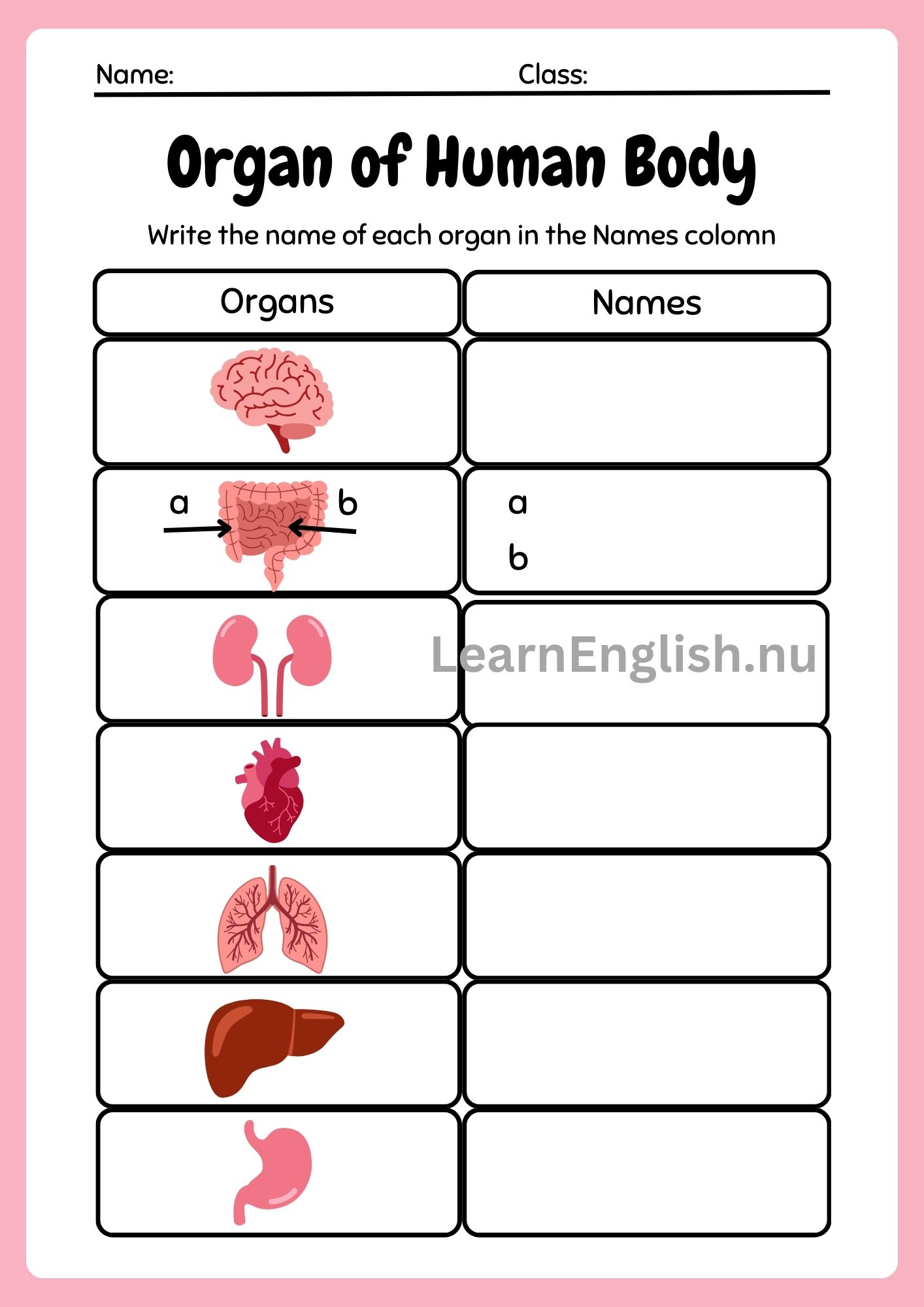 اعضاء الجسم الداخلية بالانجليزي بالصور والصوت