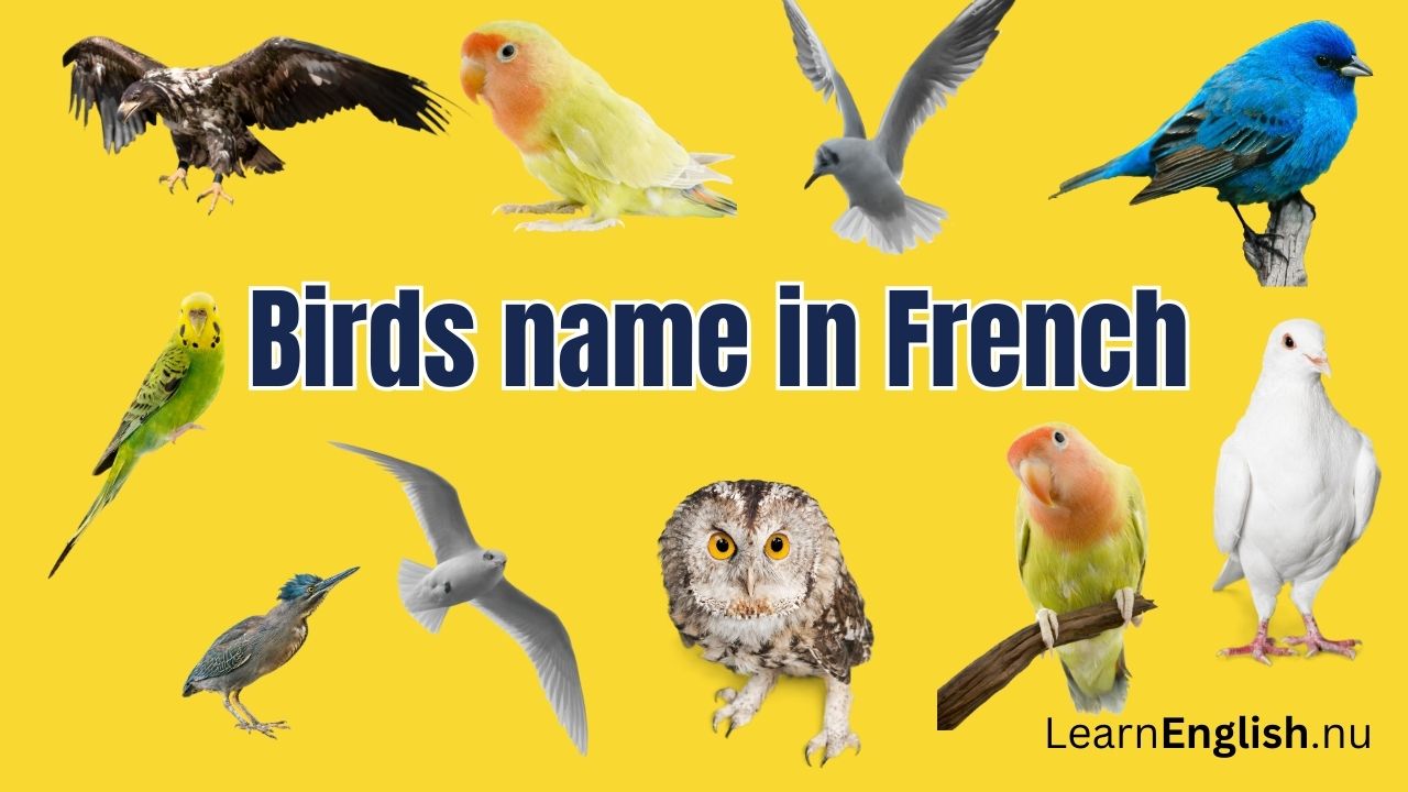 Birds in French