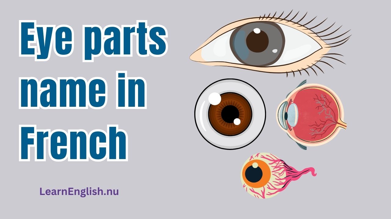 Parts of the Eye in French