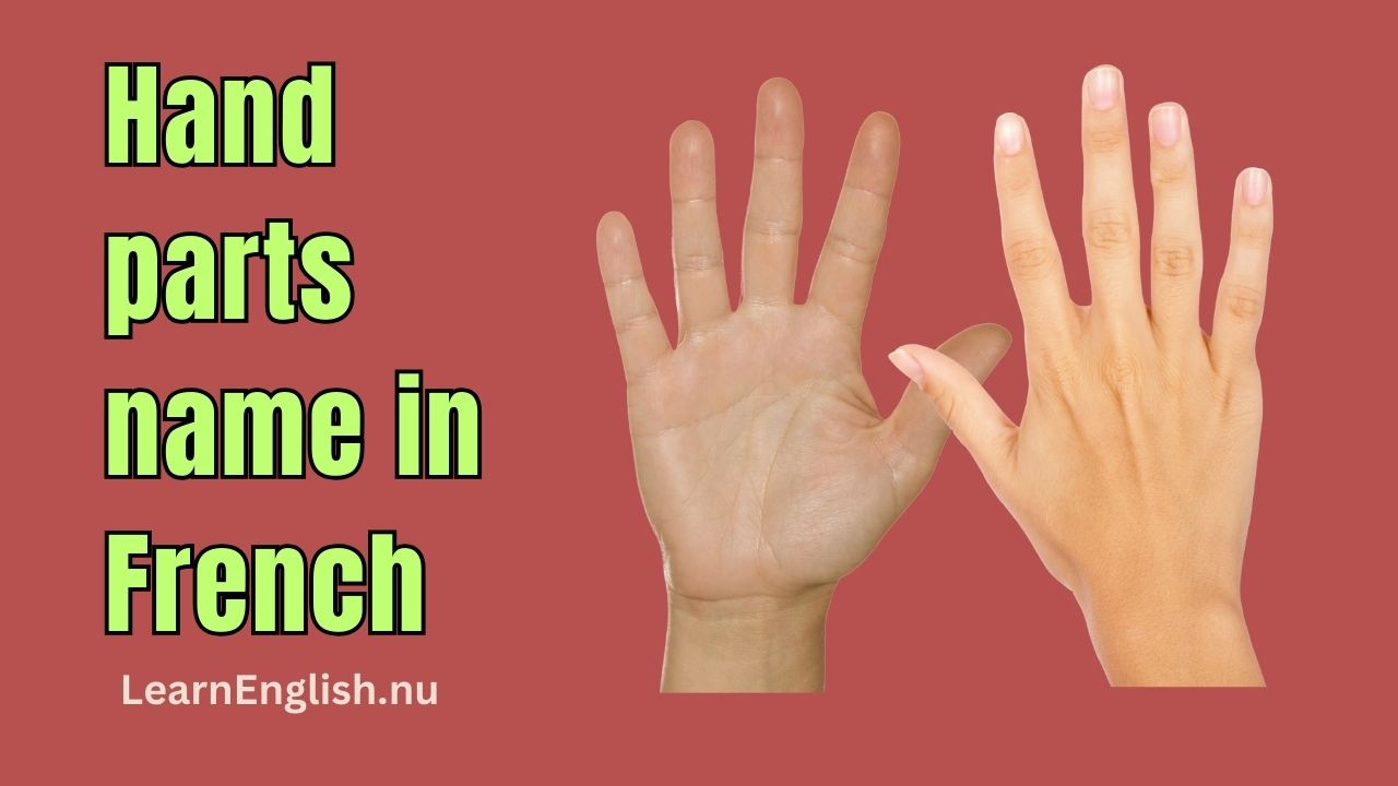 Hand Parts In French