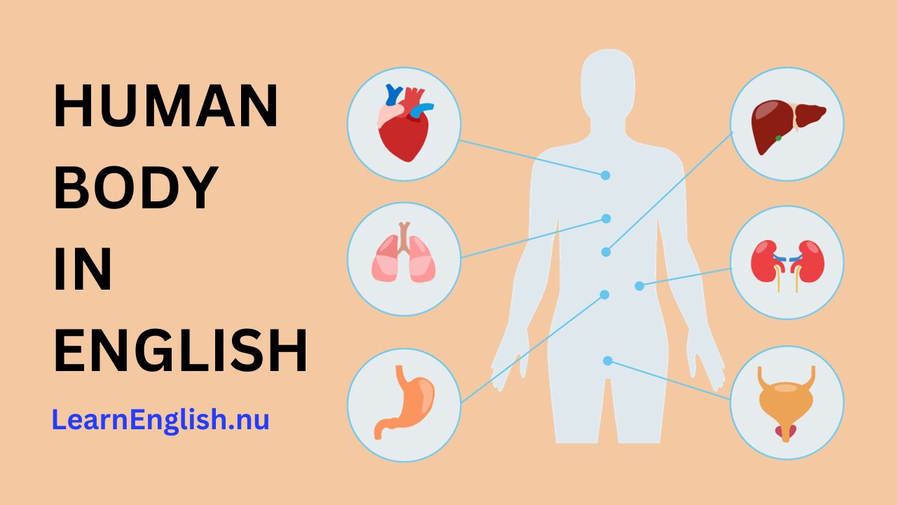 Parts of the body in English