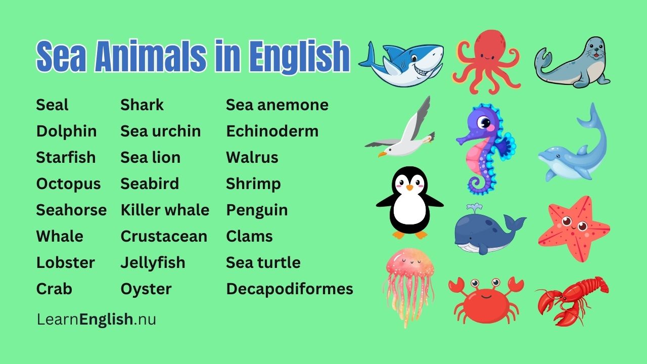 22 Sea Animals Vocabulary in English with Picture + Pronunciation