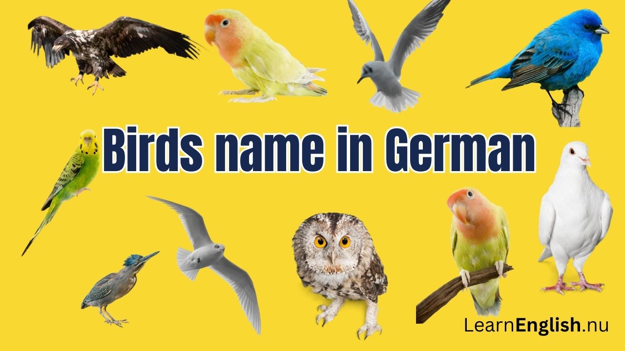 Common birds in German