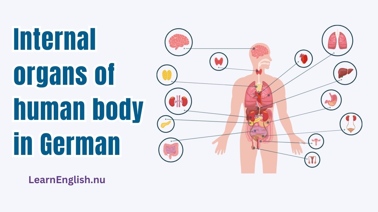 Internal Organs in German