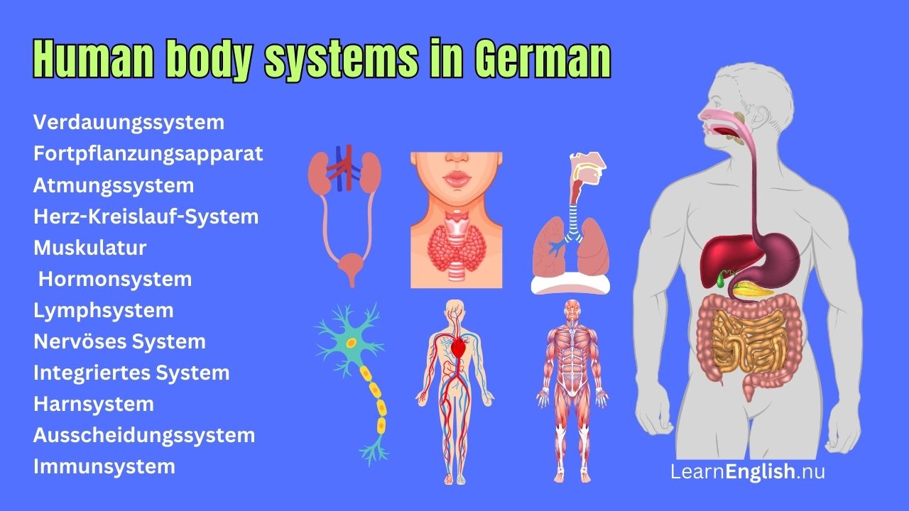 Human Body Organs in German
