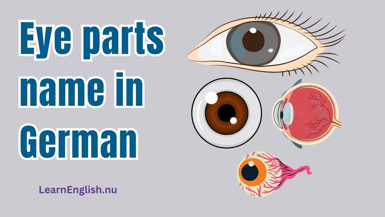 Parts of the Eye in German