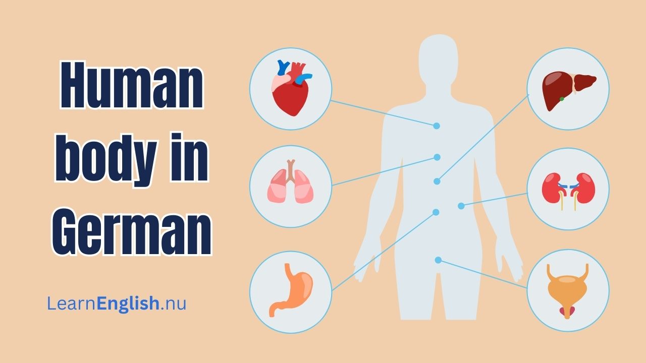 Parts of the Human Body in German