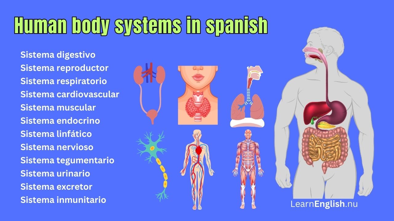 Body Systems In Spanish and English