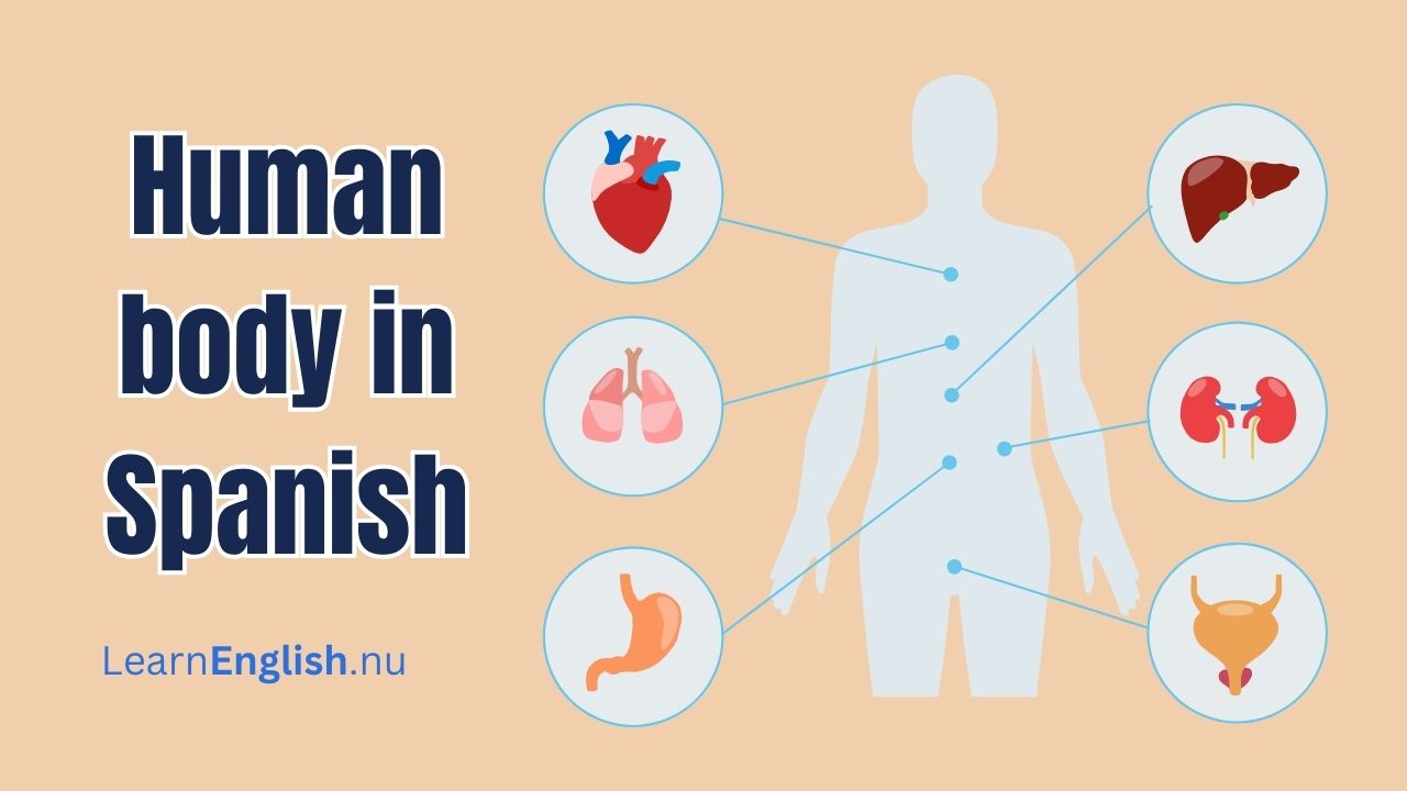 Body parts in Spanish