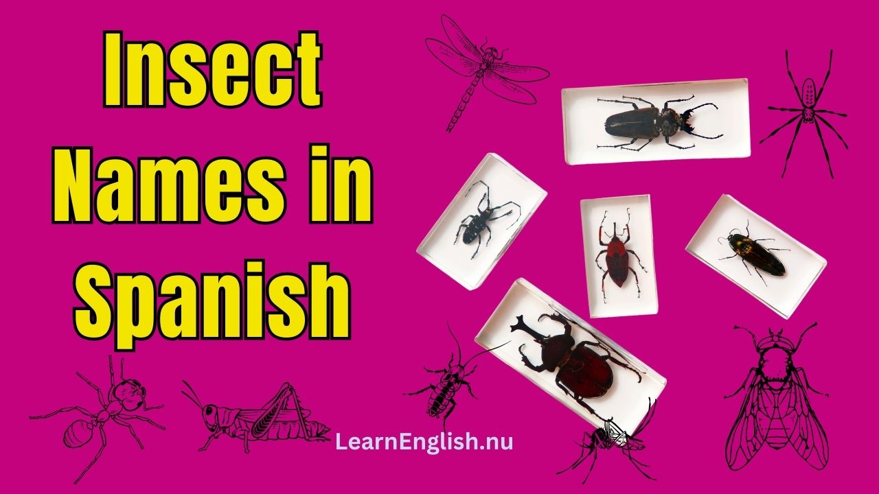 Insects in Spanish: 40+ Must-know Bugs and Insects in Spanish