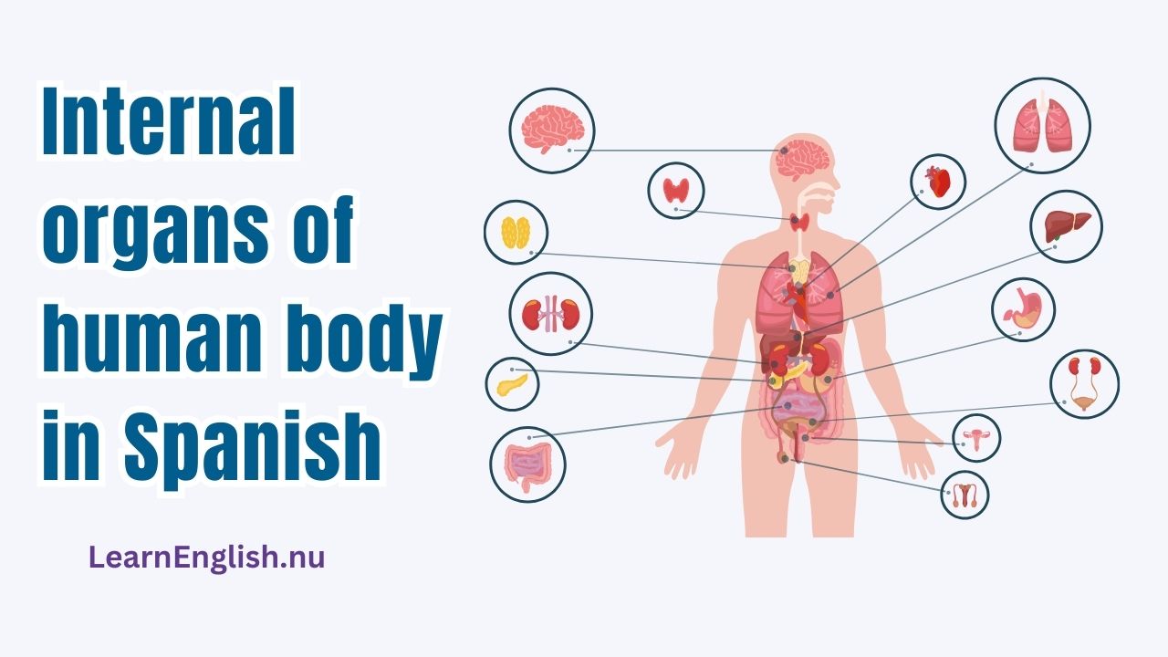 Internal Organs in Spanish