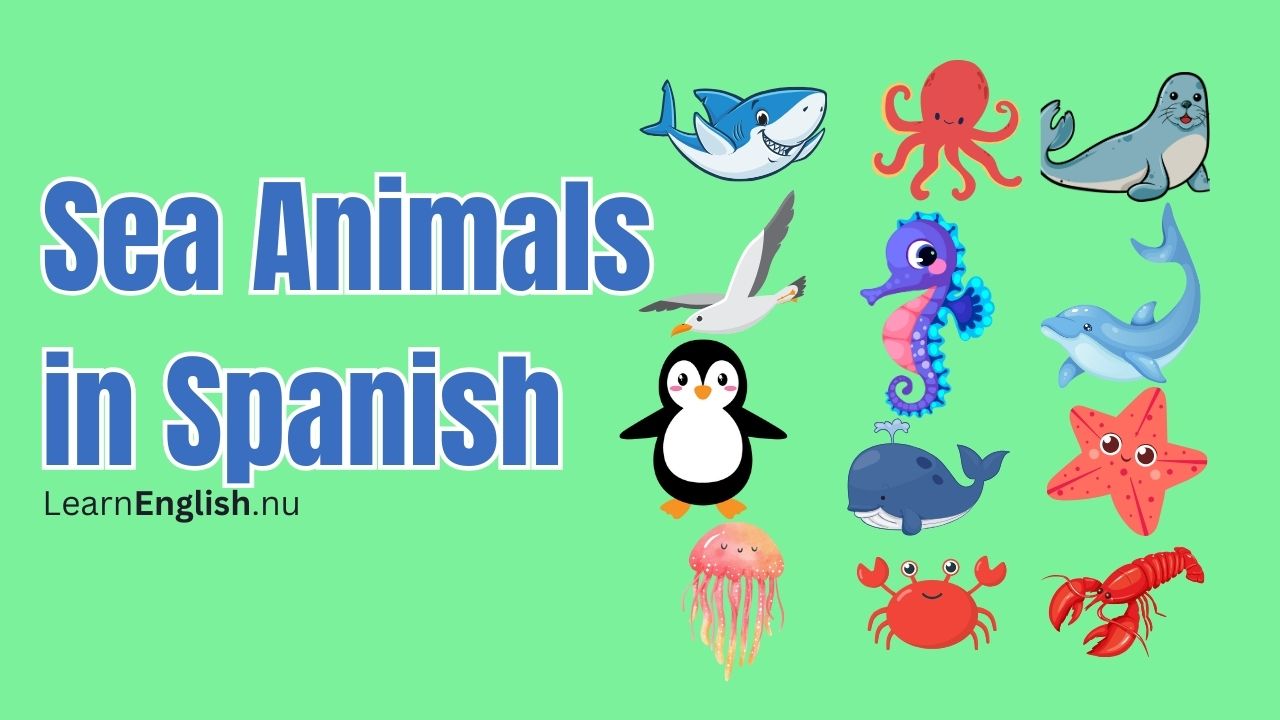 Sea Animals in Spanish: Names of marine animals in Spanish