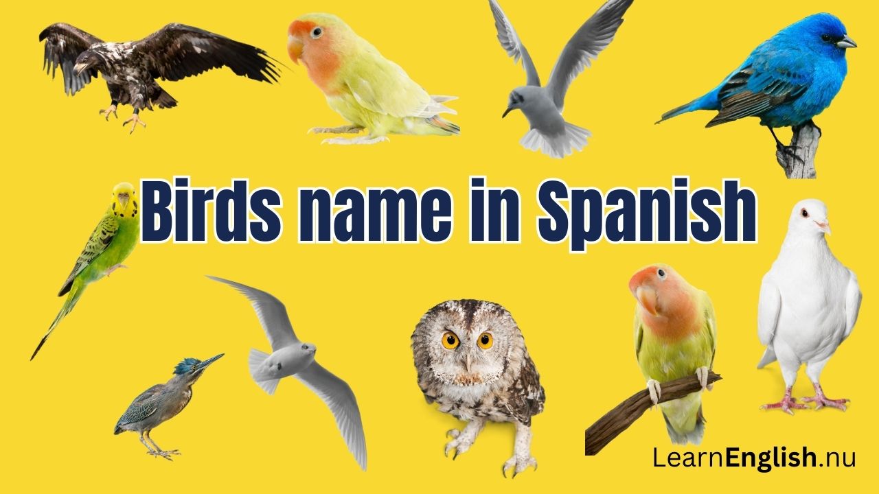 Bird Names in Spanish: 77 Birds in Spanish to English