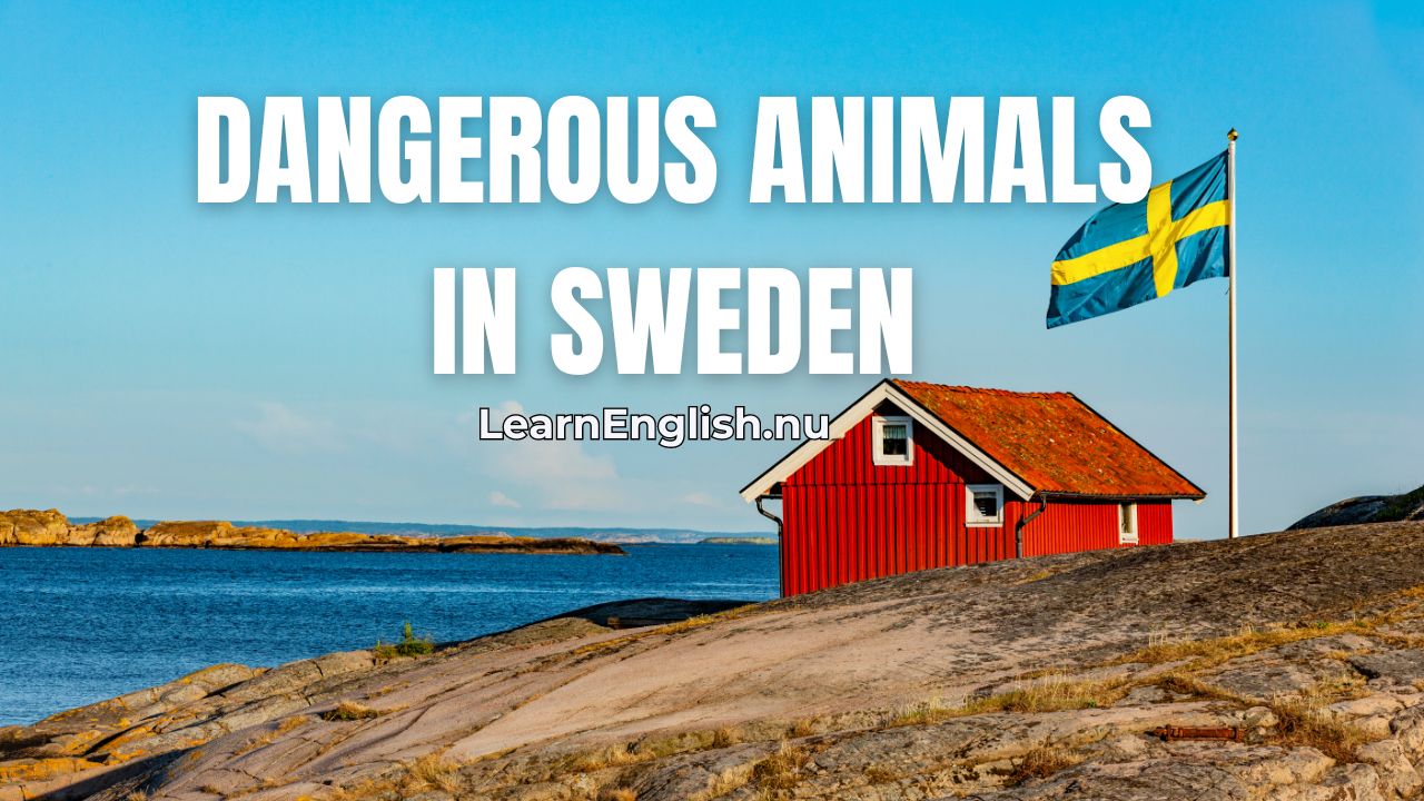 Swedish Lessons: wild animals names in Swedish