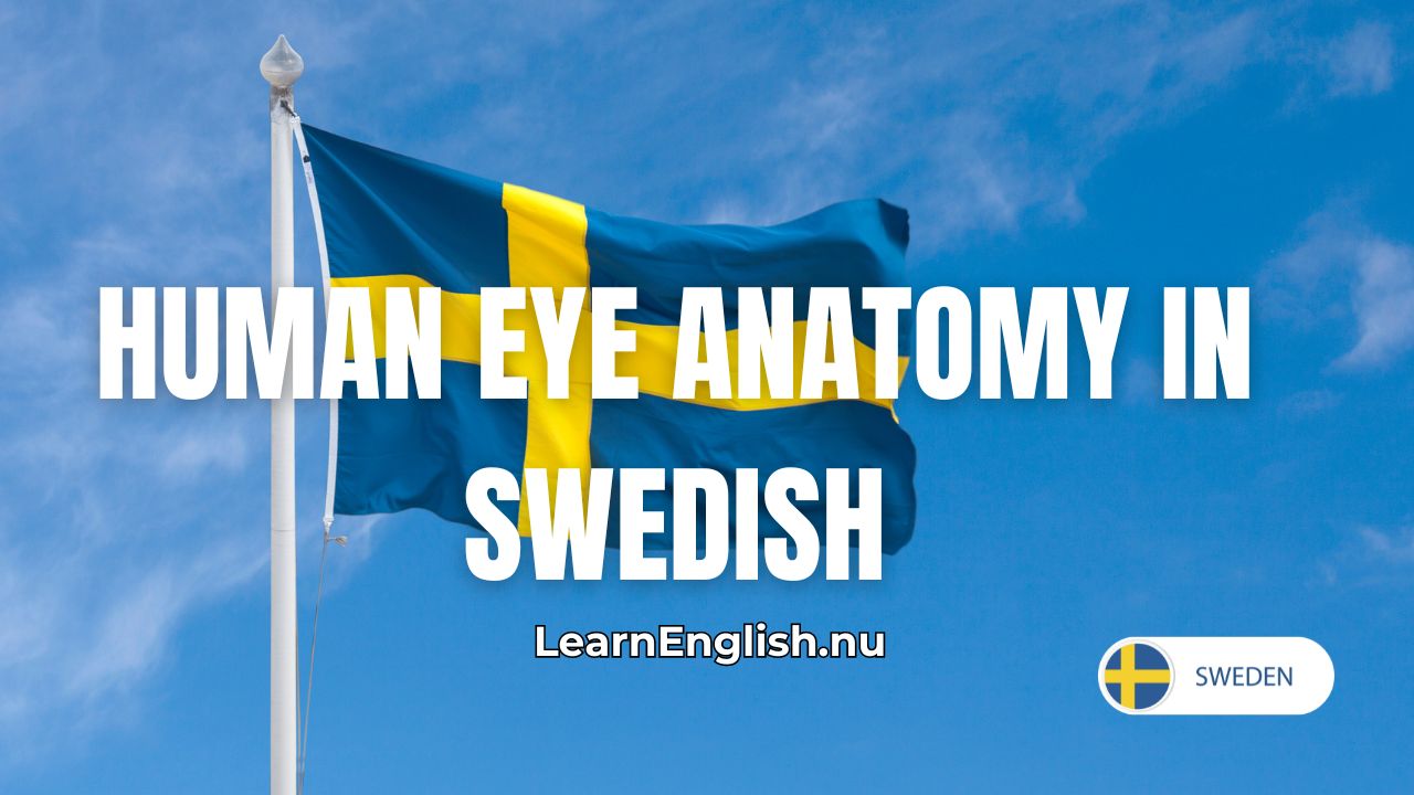 Body parts in Swedish: the Eye (Kroppsdelar)