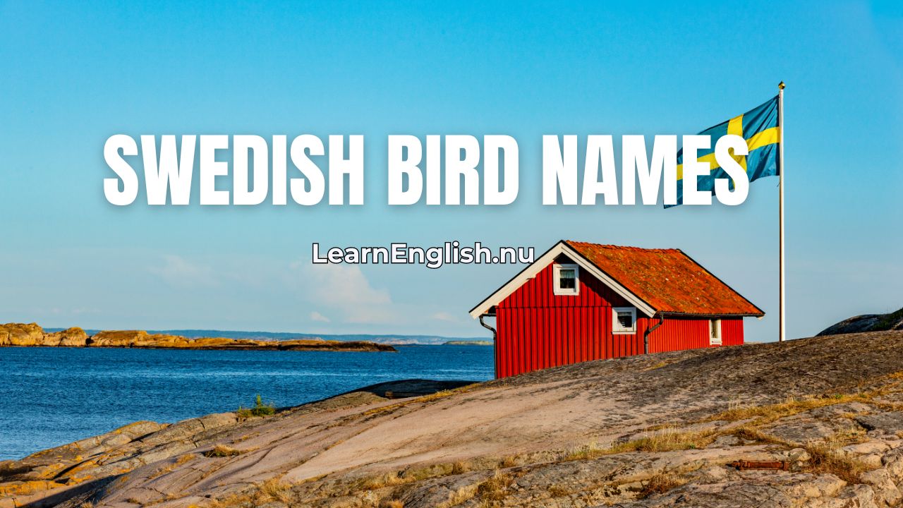Swedish Lessons: Bird names in Swedish pictures & audio